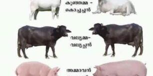 The relationship starts from Cow and see the rest