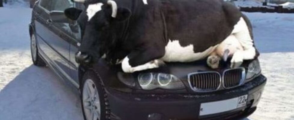 best place to rest for a cow