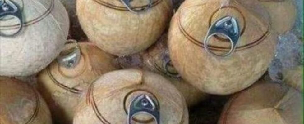 The evolution of tender coconut