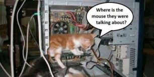 Where is the mouse
